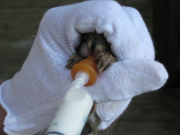 Baby Flying Squirrel Growth Chart