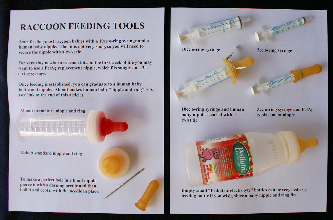 Baby Kitten Feeding Chart